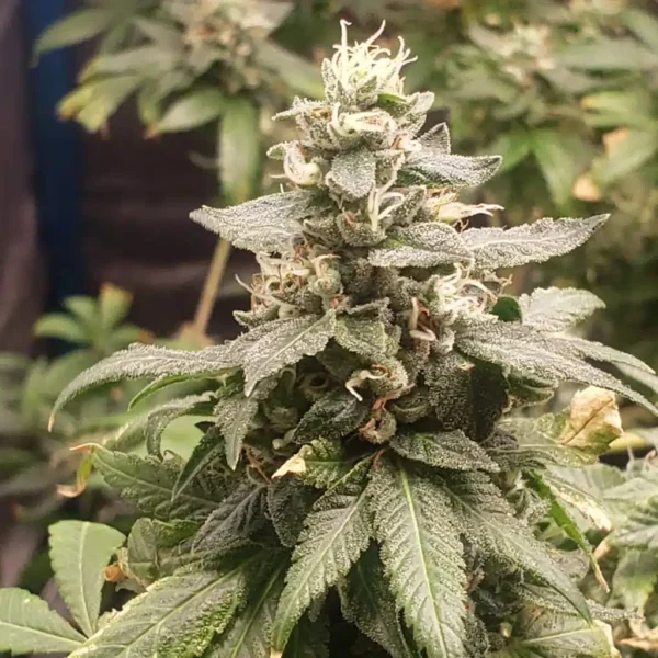 Mimosa-Strain-Grow-Info-Bud