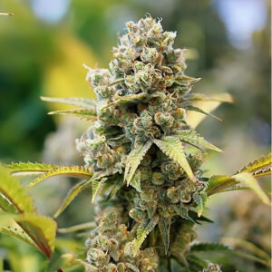 Peach Ringz Triploide Feminizada a granel