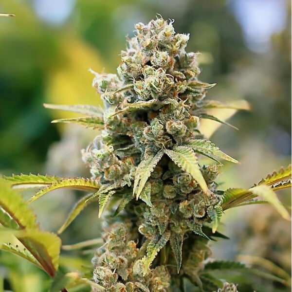 Peach-Ringz-Remaster-1