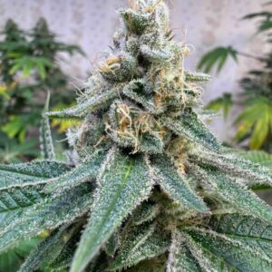 Banana Zkittlez Triploide feminizada a granel