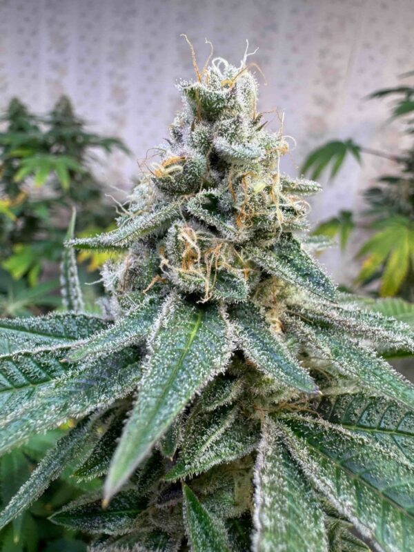 autobananaskittlez1-min-min-1