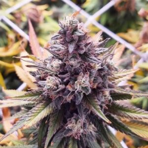 Banana Punch Triploide feminizada a granel