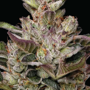 Donutz Triploide Feminizada a granel