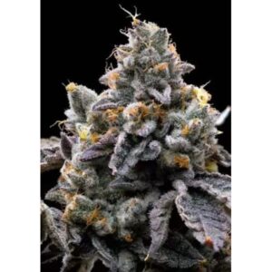 GMO Cookies Triploide Feminizada a granel