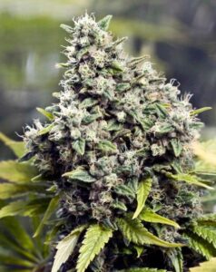 Grapefruit Triploide Feminizada a granel