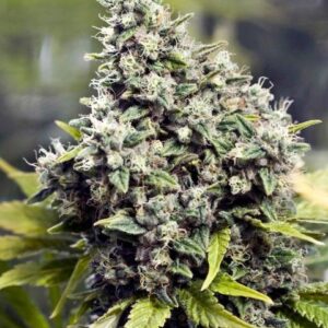 Grapefruit Triploide Feminizada a granel