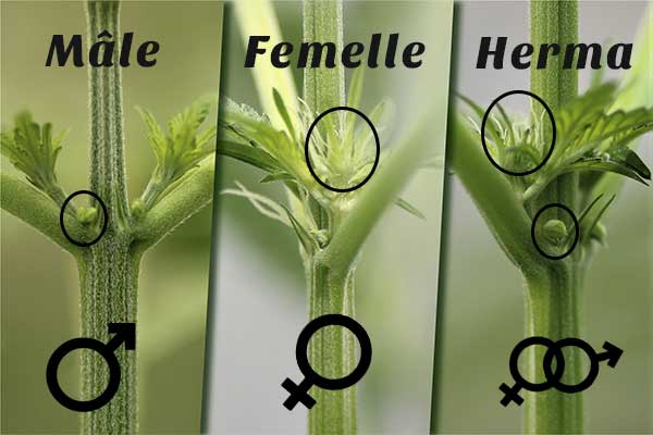 Comment différencier le cannabis mâle et femelle (guide rapide + signaux clairs)