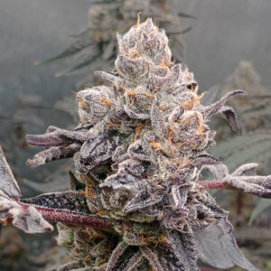 Sunset Sherbet Triploide Feminizada a granel