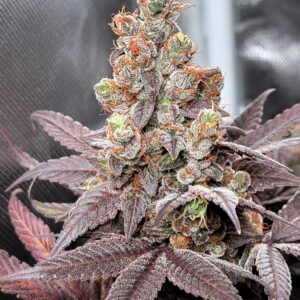 Platinum Triploide Feminizada a granel