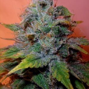 Romulan Triploide Feminizada a granel