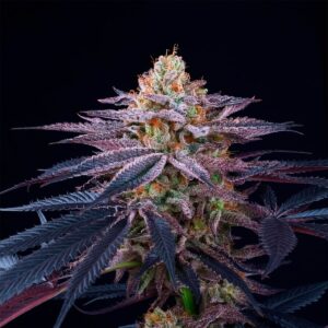 Rotten Apple Triploide Feminizada a granel