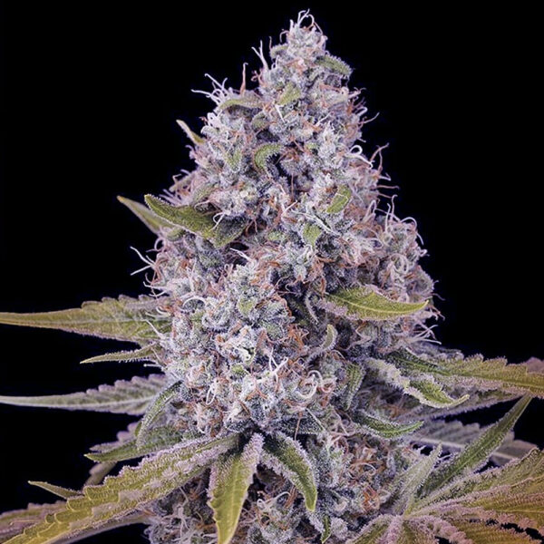 tahoe-og-kush-the-cali-connection