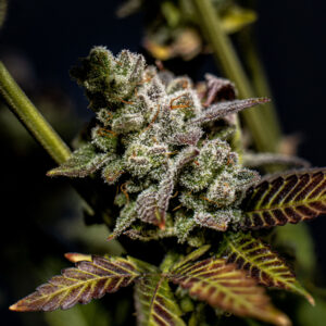 Zookies Triploide Feminizada a granel